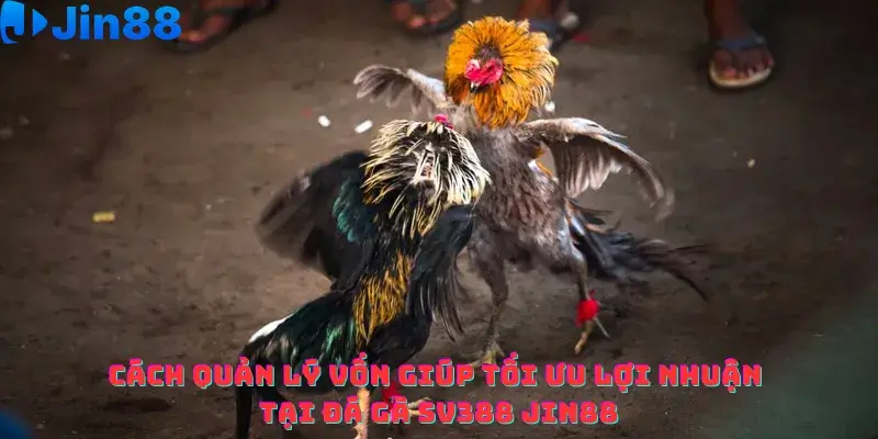 Cách quản lý vốn giúp tối ưu lợi nhuận tại Đá gà SV388 Jin88
